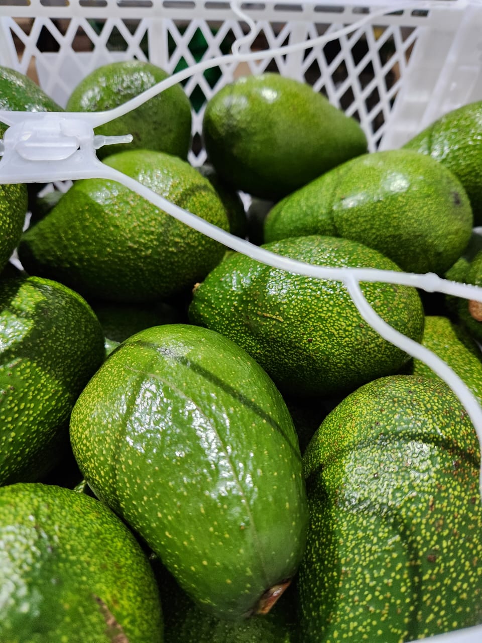 Fresh Avocados - Hass & Fuerte Varieties