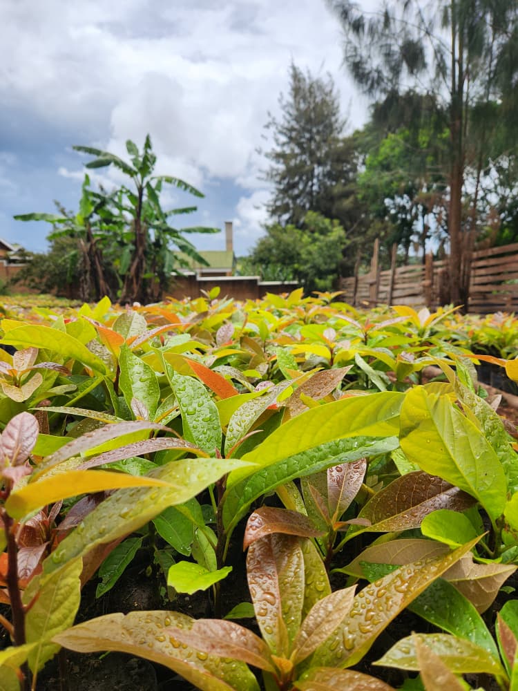 Aslan Foods Sustainable Commercial Farming
