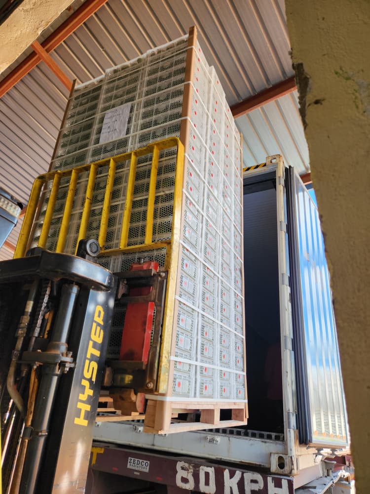 Custom Packaging Solutions